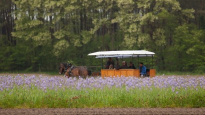 Des Fleurs et des amis