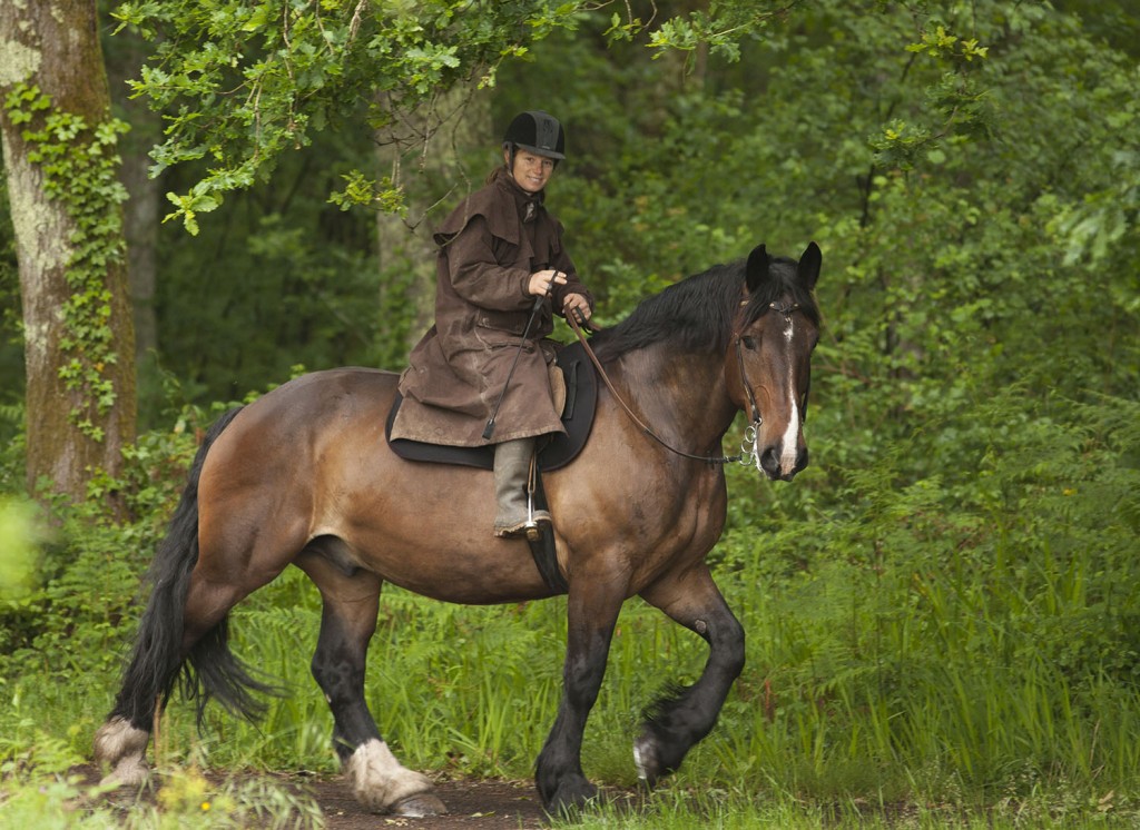 Monter un cheval attelé