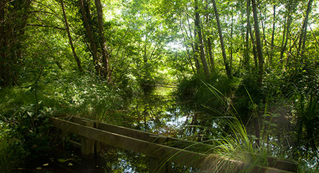 La forêt du bord du lac