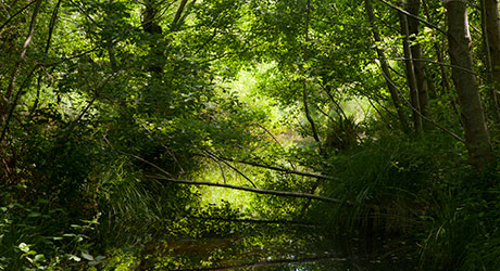 La forêt du bord du lac