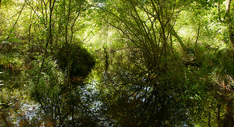 La forêt du bord du lac