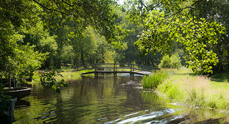 Pont de bois